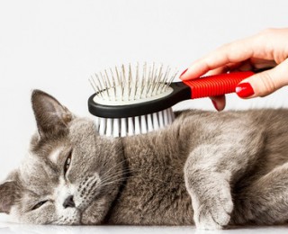 Cat grooming