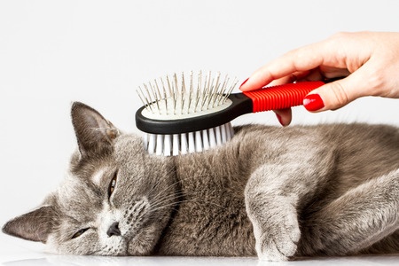 cat grooming