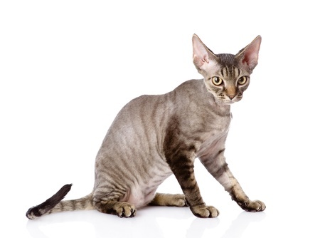 A Devon Rex cat