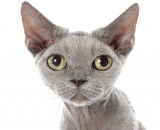 A Devon Rex cat