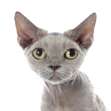 Breed Review Devon Rex Cats Kittens Argos Pet Insurance Breed Review Devon Rex Cats Kittens Argos Pet Insurance
