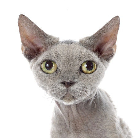 A Devon Rex cat