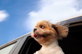 A dog gets some fresh air out of a car window