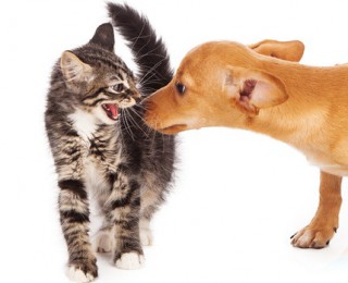 A kitten displays signs of being scared by a puppy