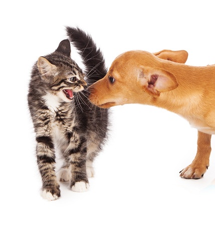 A kitten displays signs of being scared by a puppy