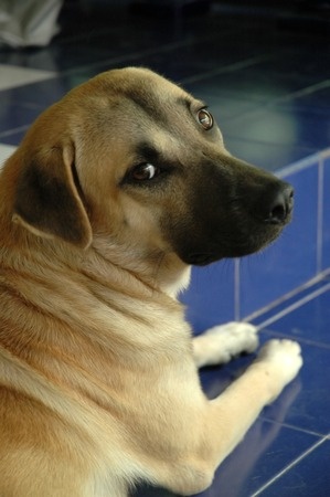 barking dog toy argos