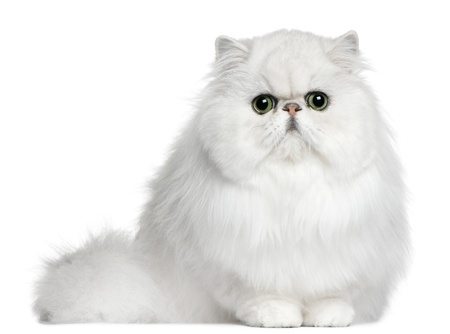 White Persian cat sitting down