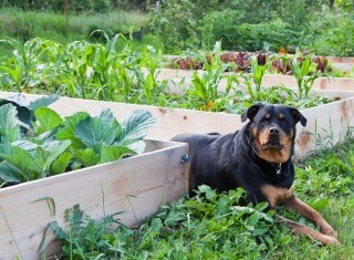 A Rottweiler casts a watchful eye over whilst sitting between raised garden beds full of plants.