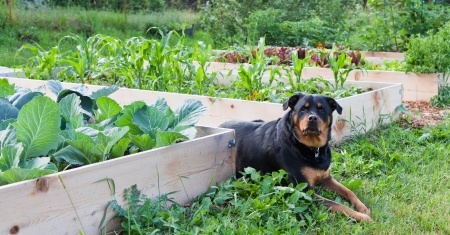 A Rottweiler casts a watchful eye over whilst sitting between raised garden beds full of plants.