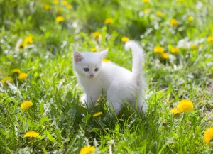 A young kitten outside in grass