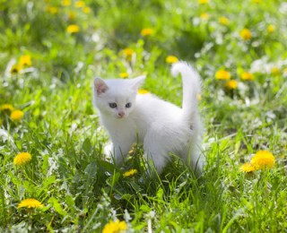 A young kitten outside in grass