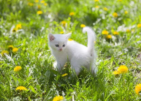 A young kitten plays in afield full of pollen