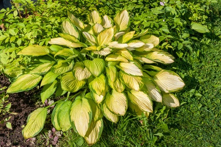 how to stop dogs from eating hostas