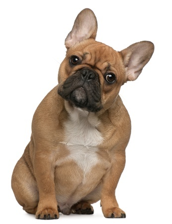 French Bulldog puppy French Bulldog puppy