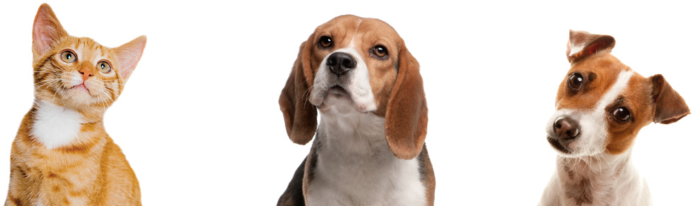 promo pet popup2 argos pet insurance