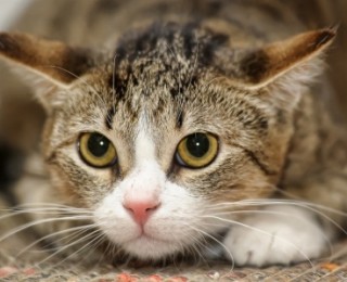 A Tabby cat, which is also known as a Domestic Shorthair