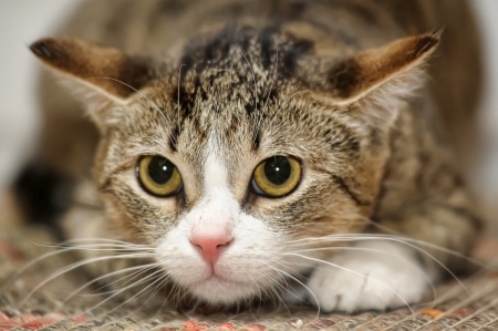 A Tabby cat, which is also known as a Domestic Shorthair