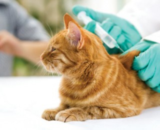 Ginger cat laid on a vet's table getting an injection from a vet