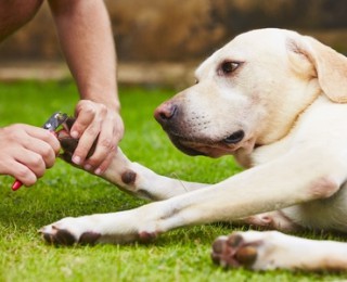 Alabama Rot - A dog gets its nails clipped