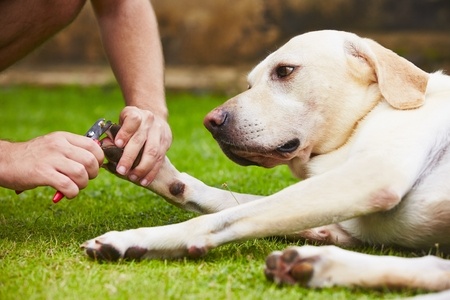 A dog gets its nails clipped