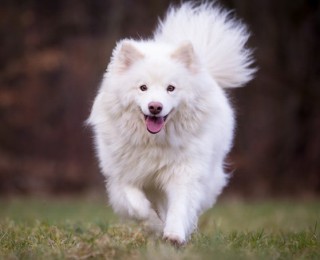 An adorable Finnish Lapphund