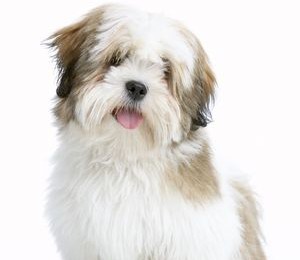 A lovely looking Lhasa Apso dog