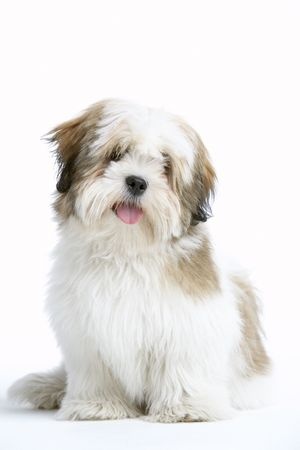 A lovely looking Lhasa Apso dog 