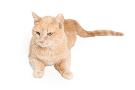 Breed Review: Domestic Shorthair Cat - Argos Pet Insurance