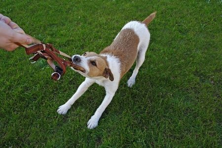 how to a stubborn puppy how to deal with a stubborn argos pet insurance how to a stubborn puppy how to deal with a stubborn argos pet insurance