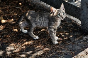 Tips For Searching For Your Lost Pet - Lost Kitten