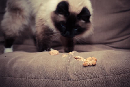 What to Do if Your Cat Keeps Vomiting | Argos Pet Insurance