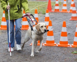 Golden retriever guide dogs are known for their excellent work with the blind