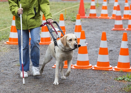 Golden retriever guide dogs are known for their excellent work with the blind 