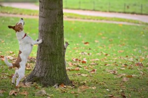 A Jack Russell terrier chases a grey squirrel up a tree