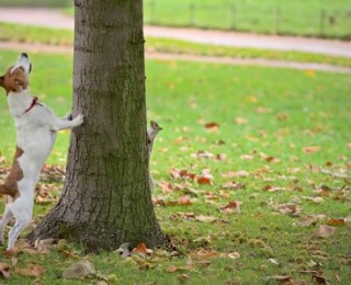 How do I stop my dog chasing anything that moves?