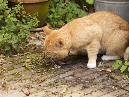 cat being sick but still eating