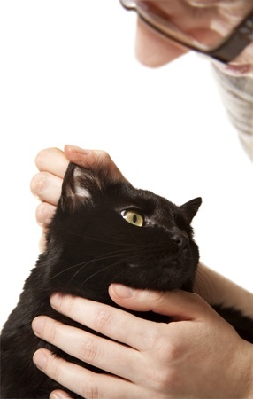 Cat being checked for harvest mites