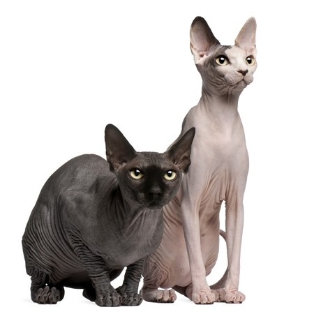 Breed Review: Sphynx Cats & Kittens - Argos Pet Insurance