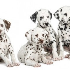 Dalmatian puppies and dogs