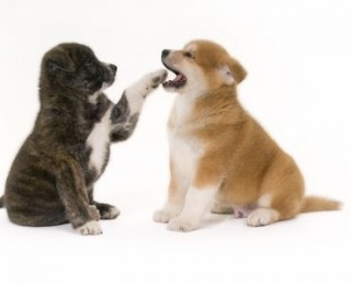 Akita Inu puppies and dogs