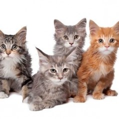 Maine Coon or American Longhair