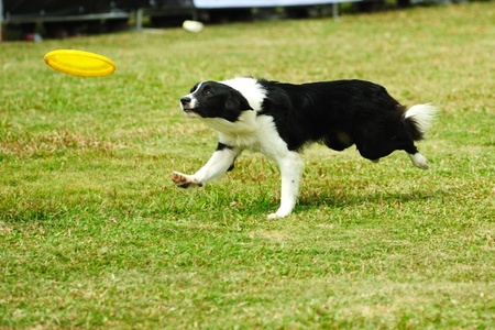 A Border Collie dog chases after a frisbee