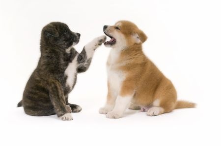 Two cute Akita Inu puppies play fight with each other