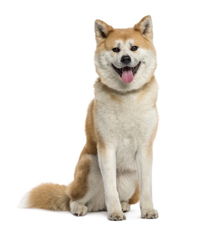Families are now choosing the Akita Inu as a much-loved pet