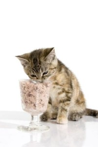 Cats love tasty tuna treats in all shapes and sizes