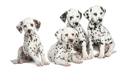 Dalmatian puppies are full of energy and love to play