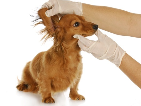 Lymphoma In Dogs Treatment Options Uk Lymphoma In Dogs Treatment Options Uk