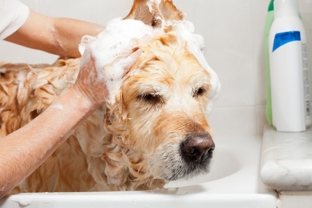 Try to bath your dog every one to three weeks in winter as part of their dog grooming regime