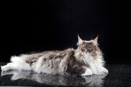 The gorgeous Maine Coon cat, also known as the American Longhair