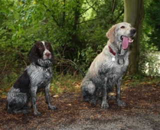 Two Muddy Dogs on Walkies